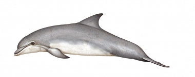 Image of Common bottlenose dolphin (Tursiops truncatus) - Adult variation