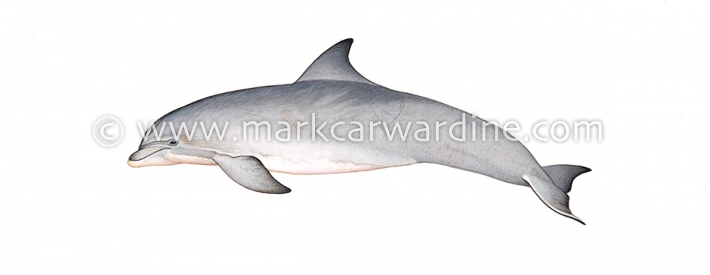 Common bottlenose dolphin (Tursiops truncatus)