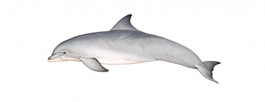 Image of Common bottlenose dolphin (Tursiops truncatus) - Adult variation