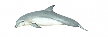 Image of Common bottlenose dolphin (Tursiops truncatus) - Adult variation