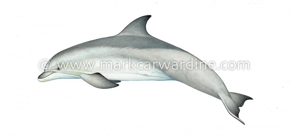 Common bottlenose dolphin (Tursiops truncatus)