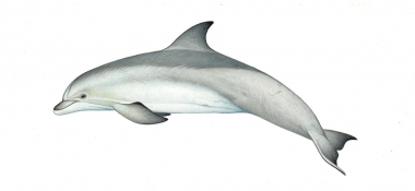 Image of Common bottlenose dolphin (Tursiops truncatus) - Adult variation