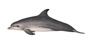 Image of Common bottlenose dolphin (Tursiops truncatus) - Adult variation