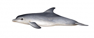 Image of Common bottlenose dolphin (Tursiops truncatus) - Calf