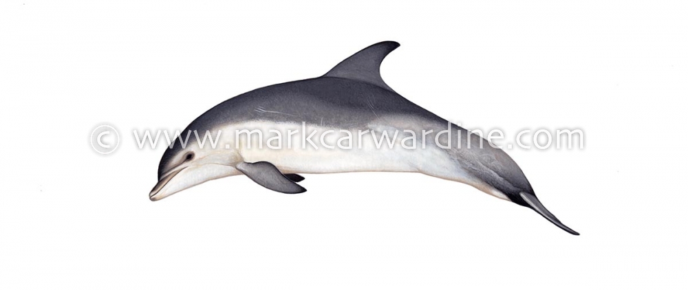 Common bottlenose dolphin (Tursiops truncatus)