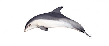 Image of Common bottlenose dolphin (Tursiops truncatus) - Adult Burrunan type occurring in Victoria, Australia