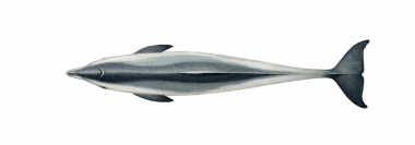 Image of Common bottlenose dolphin (Tursiops truncatus) - Adult topside