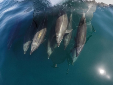 Image of Common bottlenose dolphin (Tursiops truncatus) - Bow-riding, Baja California, Mexico, North Pacific