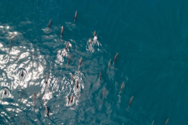 Image of Common bottlenose dolphin (Tursiops truncatus) - Aerial, Sea of Cortez, Baja California, Mexico, North Pacific
