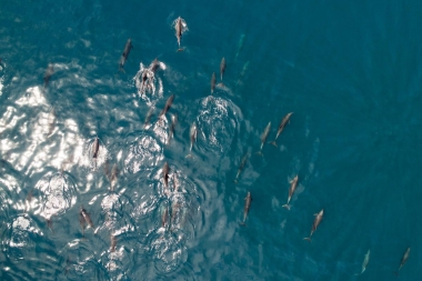 Image of Common bottlenose dolphin (Tursiops truncatus) - Aerial, Sea of Cortez, Baja California, Mexico, North Pacific