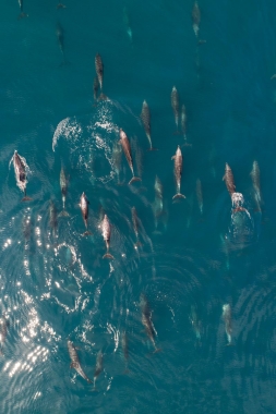 Image of Common bottlenose dolphin (Tursiops truncatus) - Aerial, Sea of Cortez, Baja California, Mexico, North Pacific