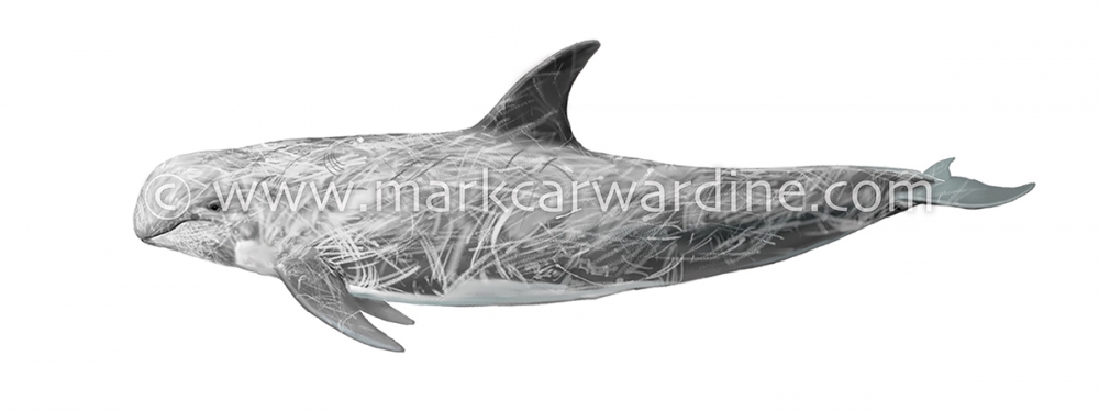 Risso’s dolphin (Grampus griseus)