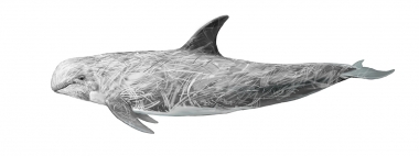 Image of Risso’s dolphin (Grampus griseus) - Adult male, from higher latitudes