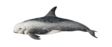 Image of Risso’s dolphin (Grampus griseus) - Adult male, lower latitudes