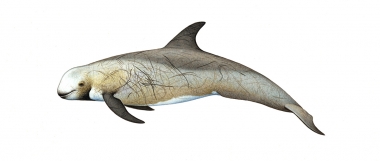 Image of Risso’s dolphin (Grampus griseus) - Adult male brown form