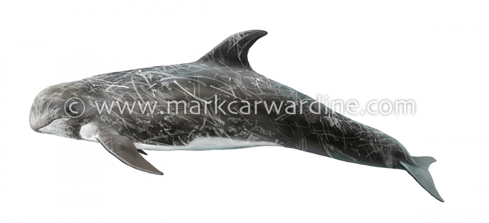 Risso’s dolphin (Grampus griseus)