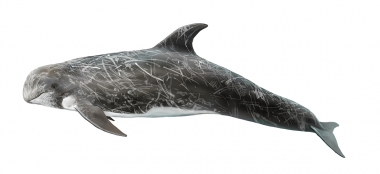 Image of Risso’s dolphin (Grampus griseus) - Adult female
