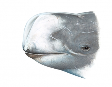 Image of Risso’s dolphin (Grampus griseus) - Adult male head showing distinct vertical V-shaped groove on front of melon