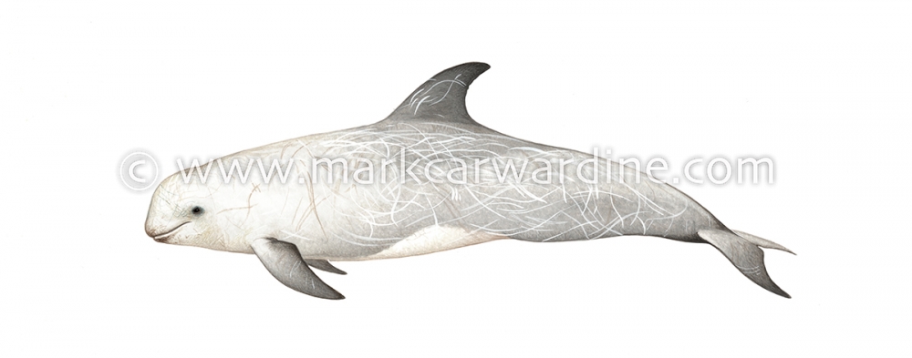 Risso’s dolphin (Grampus griseus)