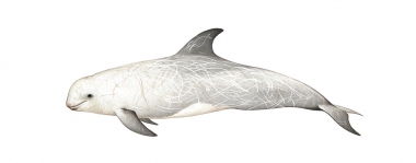 Image of Risso’s dolphin (Grampus griseus) - Older male