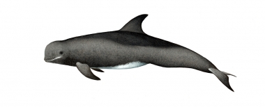 Image of Risso’s dolphin (Grampus griseus) - Sub-adult