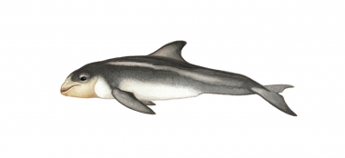 Image of Risso’s dolphin (Grampus griseus) - Calf