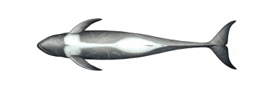 Image of Risso’s dolphin (Grampus griseus) - Adult male underside