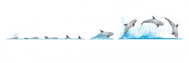 Image of Risso’s dolphin (Grampus griseus) - Dive sequence