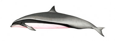Image of Fraser’s dolphin (Lagenodelphis hosei) - Adult male