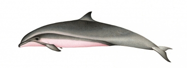 Image of Fraser’s dolphin (Lagenodelphis hosei) - Adut female