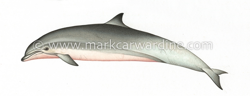 Fraser’s dolphin (Lagenodelphis hosei)