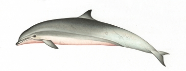 Image of Fraser’s dolphin (Lagenodelphis hosei) - Adult female variation