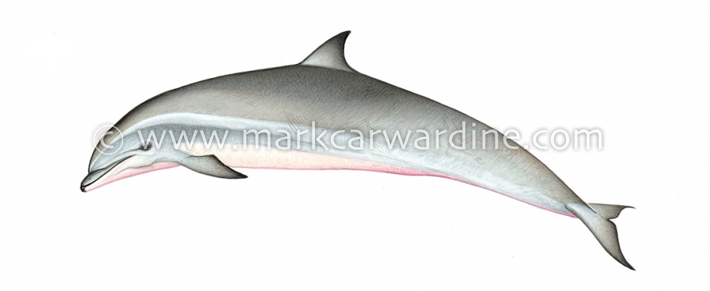 Fraser’s dolphin (Lagenodelphis hosei)