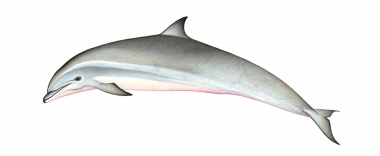 Image of Fraser’s dolphin (Lagenodelphis hosei) - Juvenile