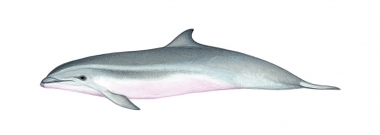 Image of Fraser’s dolphin (Lagenodelphis hosei) - Calf