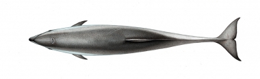 Image of Fraser’s dolphin (Lagenodelphis hosei) - Adult topside