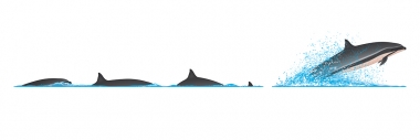 Image of Fraser’s dolphin (Lagenodelphis hosei) - Dive sequence