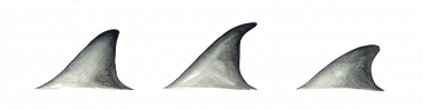 Image of Fraser’s dolphin (Lagenodelphis hosei) - Dorsal fin variation