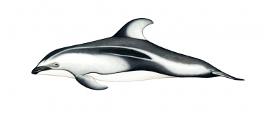 Image of Pacific white-sided dolphin (Lagenorhynchus obliquidens) - Adult