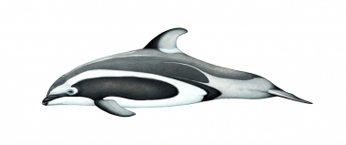 Image of Pacific white-sided dolphin (Lagenorhynchus obliquidens) - Adult Brownell morph