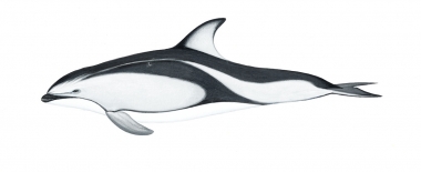 Image of Pacific white-sided dolphin (Lagenorhynchus obliquidens) - Adult variation