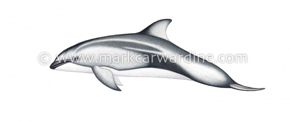 Pacific white-sided dolphin (Lagenorhynchus obliquidens)