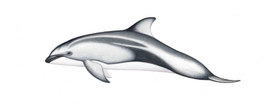 Image of Pacific white-sided dolphin (Lagenorhynchus obliquidens) - Calf