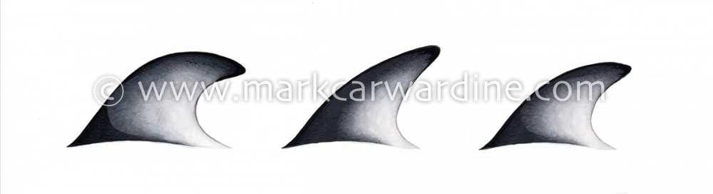 Pacific white-sided dolphin (Lagenorhynchus obliquidens)