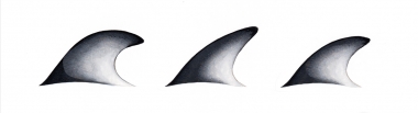 Image of Pacific white-sided dolphin (Lagenorhynchus obliquidens) - Adult dorsal fins