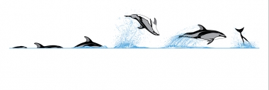 Image of Pacific White-Sided Dolphin (Lagenorhynchus obliquidens) - Dive sequence