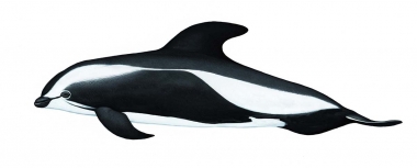 Image of Hourglass dolphin (Lagenorhynchus cruciger) - Adult male