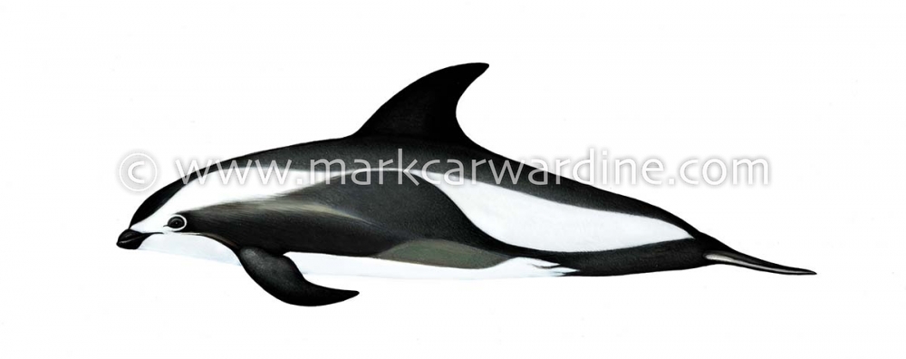Hourglass dolphin (Lagenorhynchus cruciger)