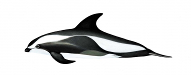 Image of Hourglass dolphin (Lagenorhynchus cruciger) - Adult female
