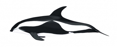 Image of Hourglass dolphin (Lagenorhynchus cruciger) - Adult male variation